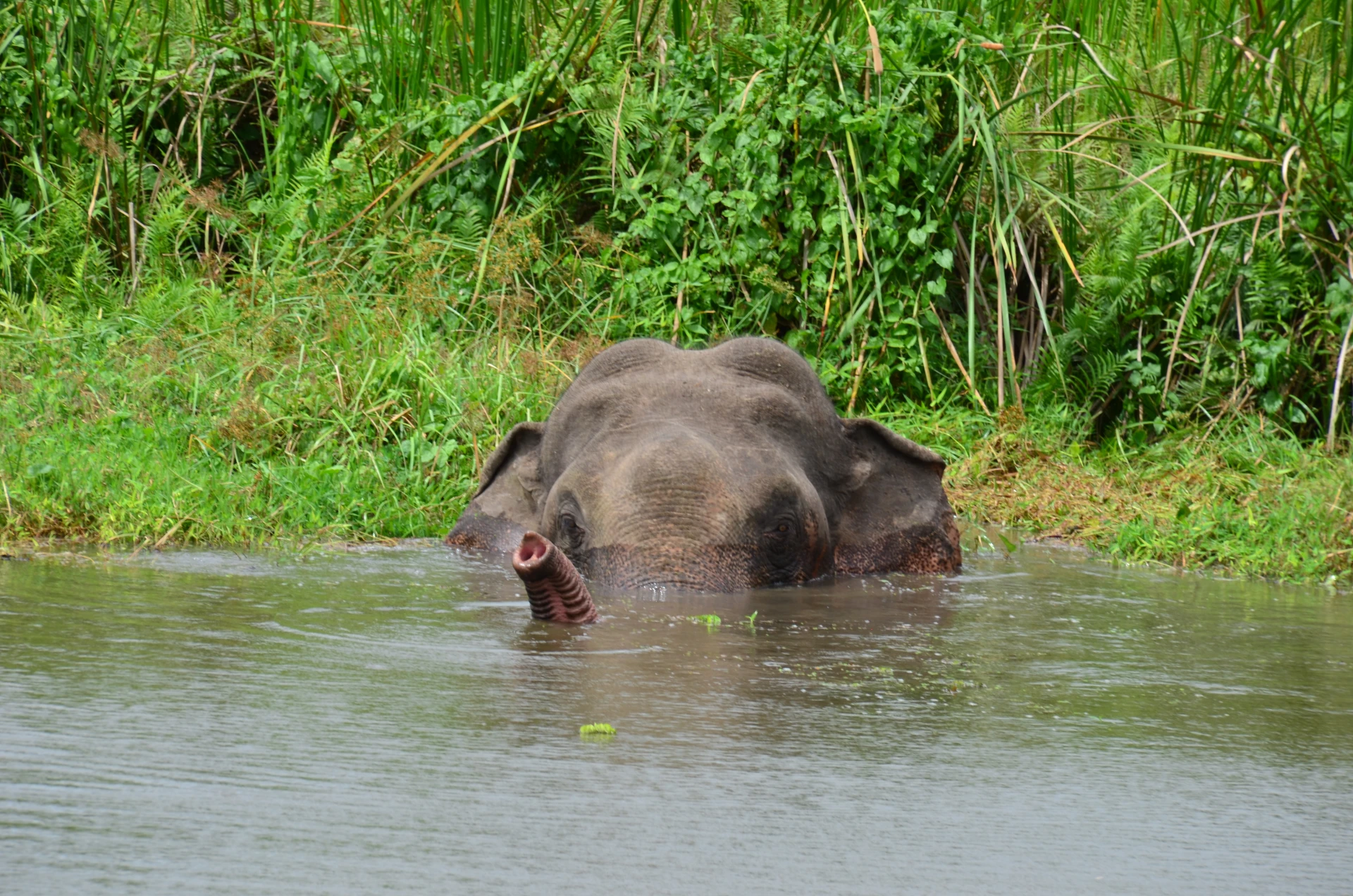olifant in water