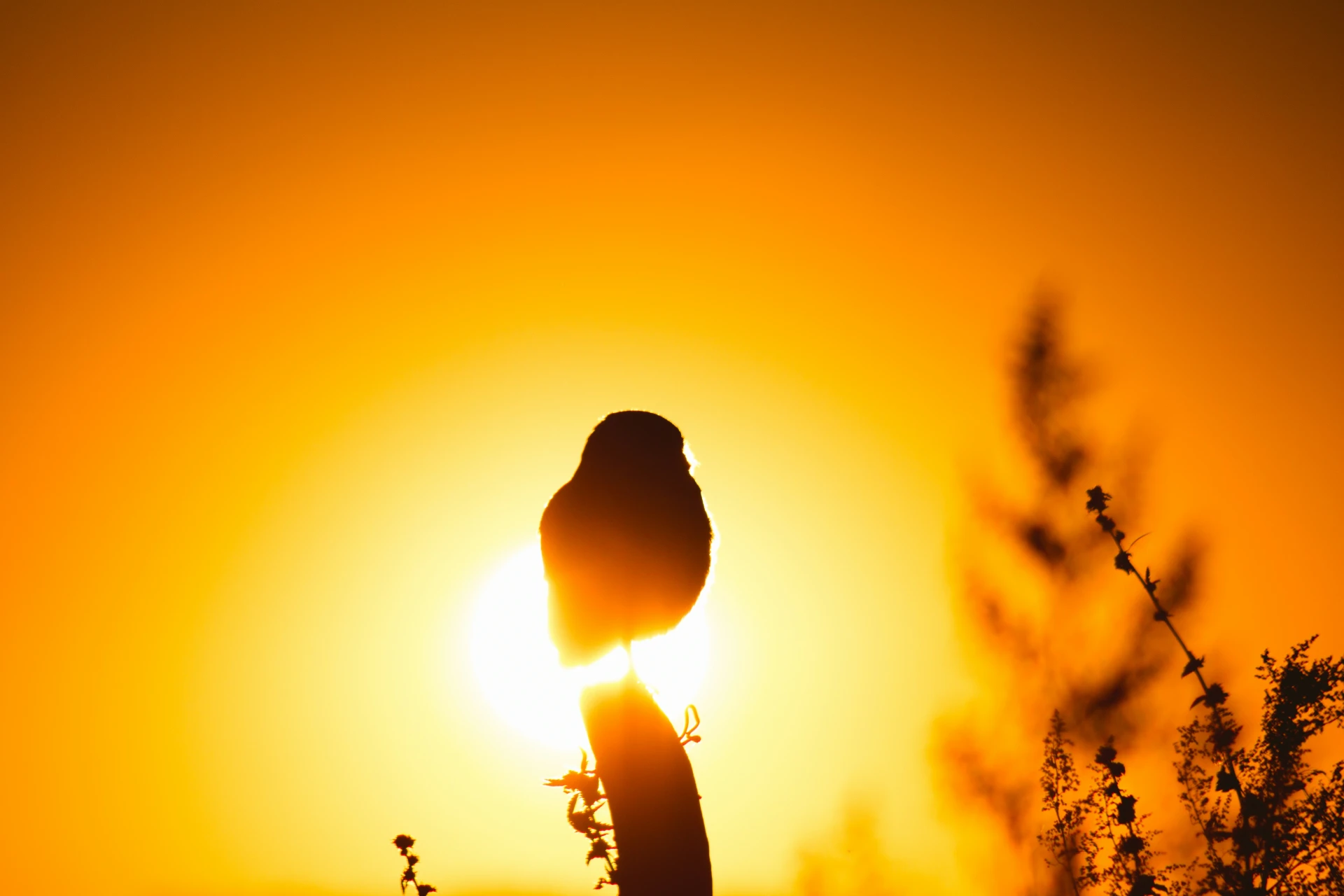 vogel voor de zon