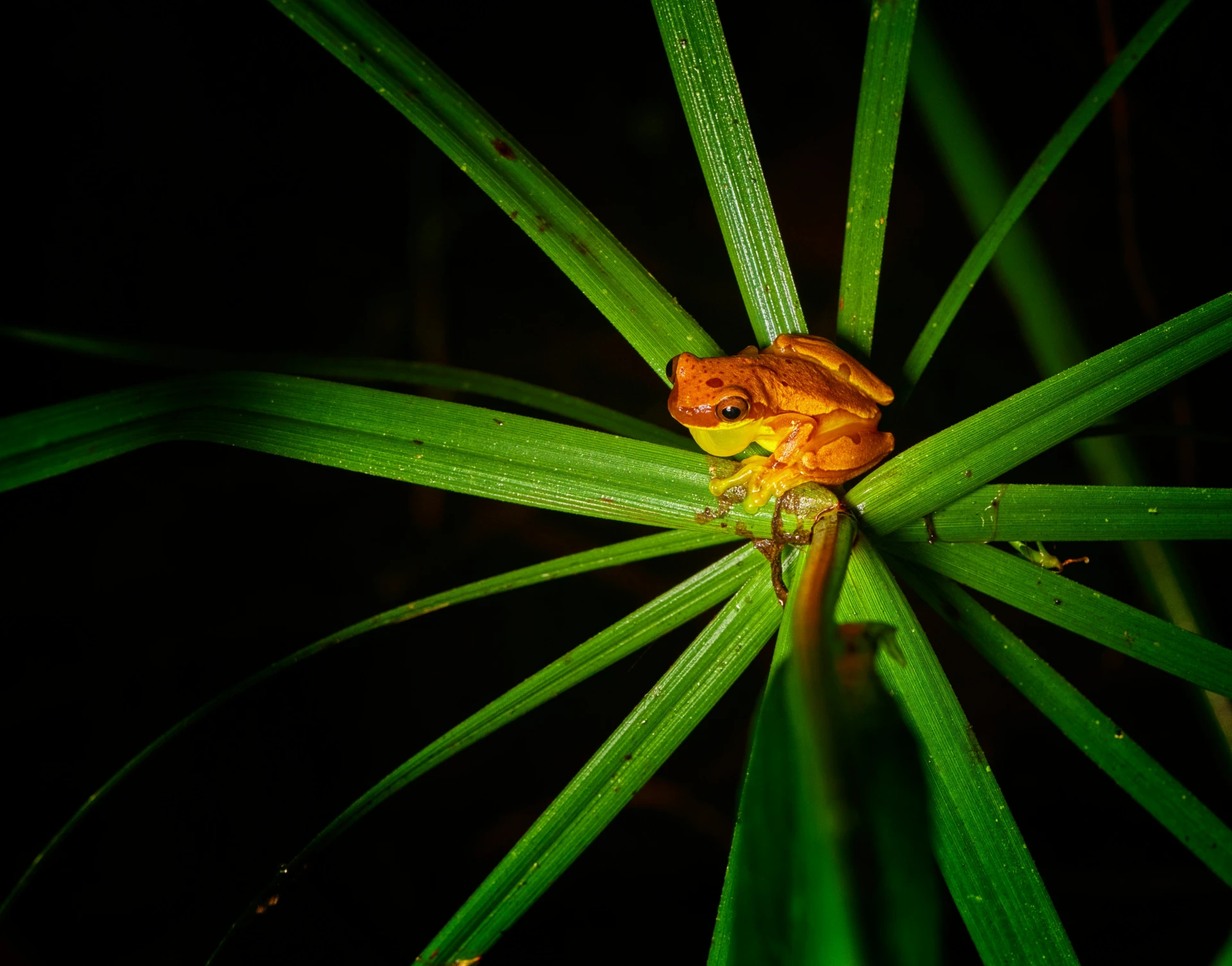 boomkikker op blad