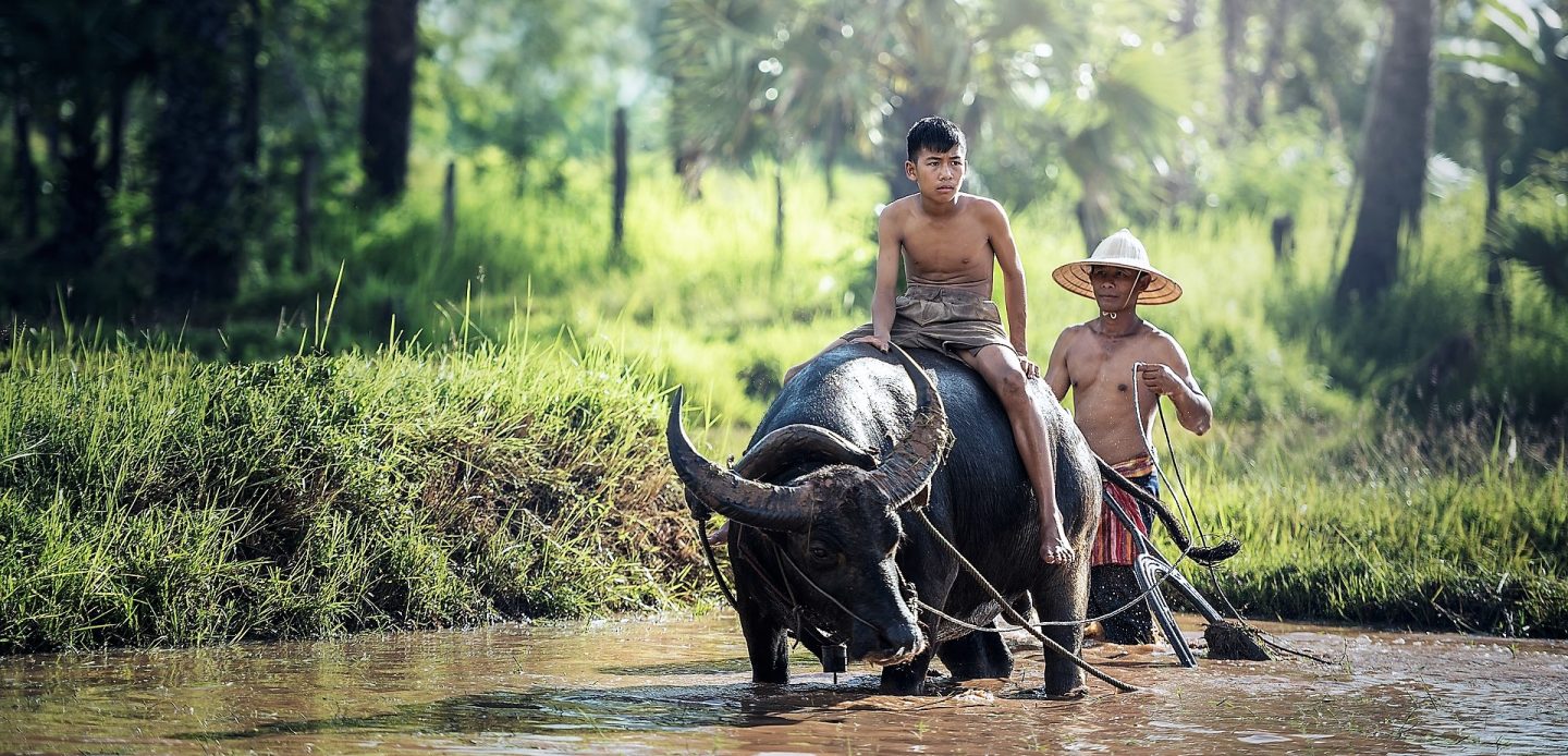 Maak kennis met het boerenleven op het platteland tijdens een individuele rondreis op maat door Cambodja