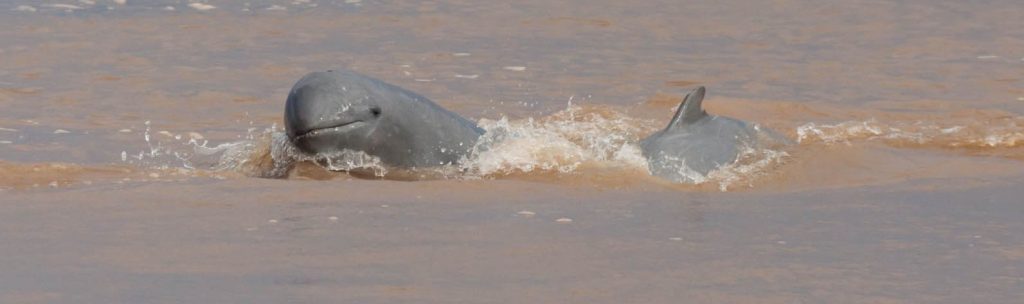 irrawaddy-dolfijnen-in-Kratie-Cambodja