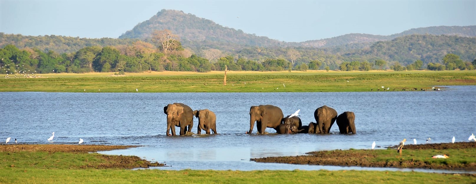 Olifanten in Minneriya National Park Privé rondreis met chauffeur/gids - Sri Lanka Puur Natuur