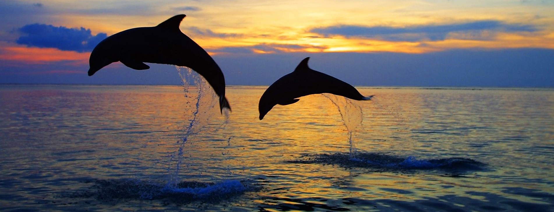 Bali dolfijnen bij Lovina