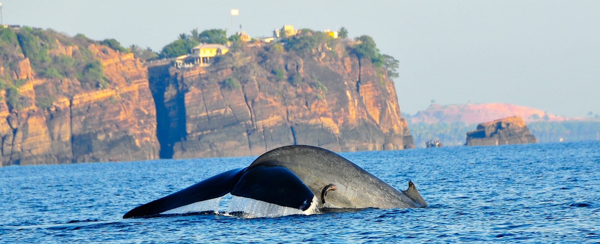 Walvis spotten voor de kust van Sri Lanka Privé rondreis met chauffeur/gids - Sri Lanka Walvissen en Luipaarden