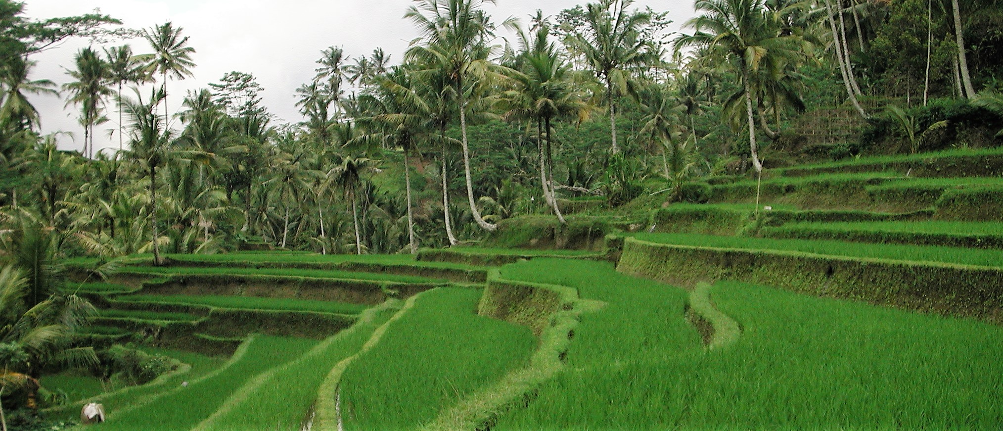 rijstveld bali Privé rondreis met gids en chauffeur – Sumatra, Java & Bali