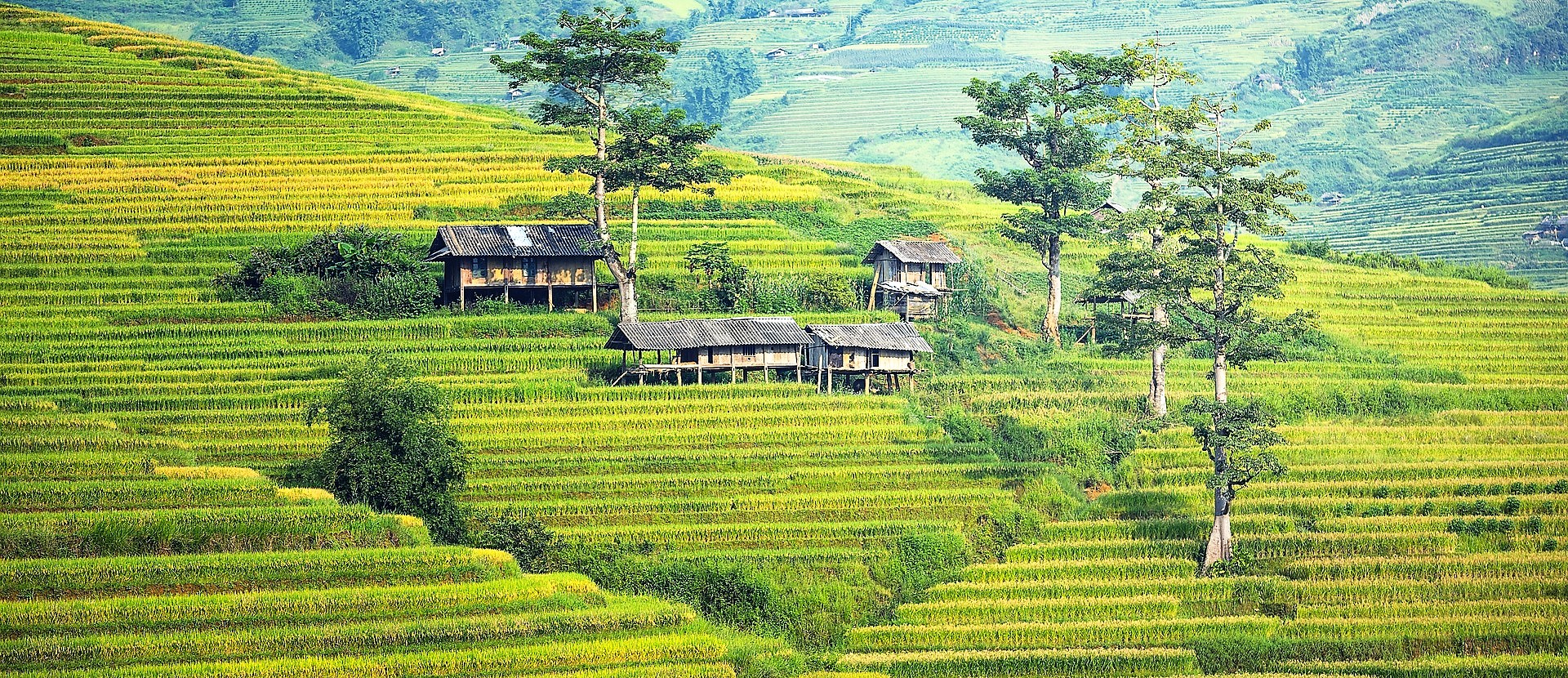 Rijstterrassen in de bergen van Sapa, Noord Vietnam