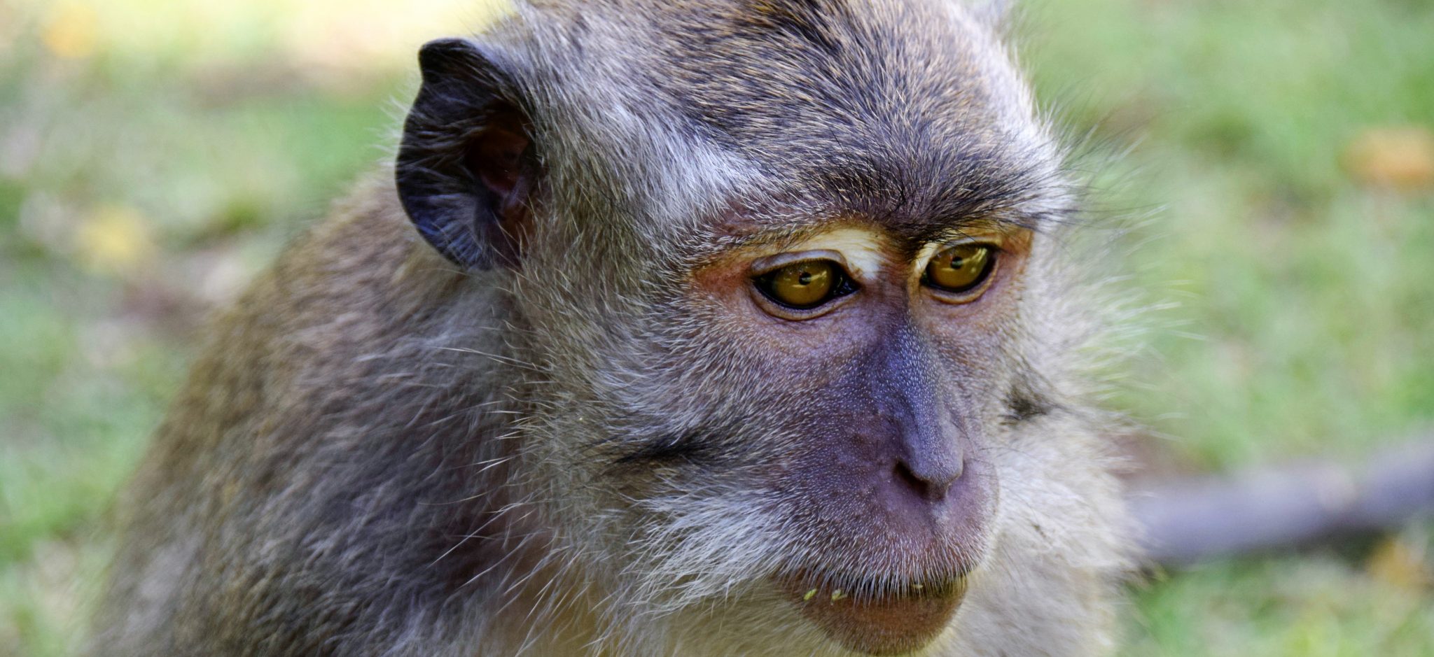 Aap in het Sacred Monkey Forest van Padangtegal bij Ubud