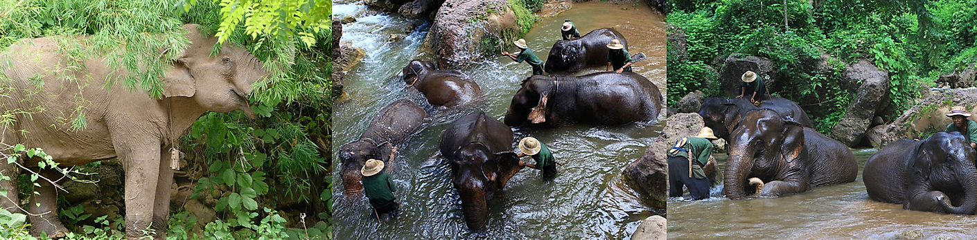 Green Hill Valley olifanten opvang kamp