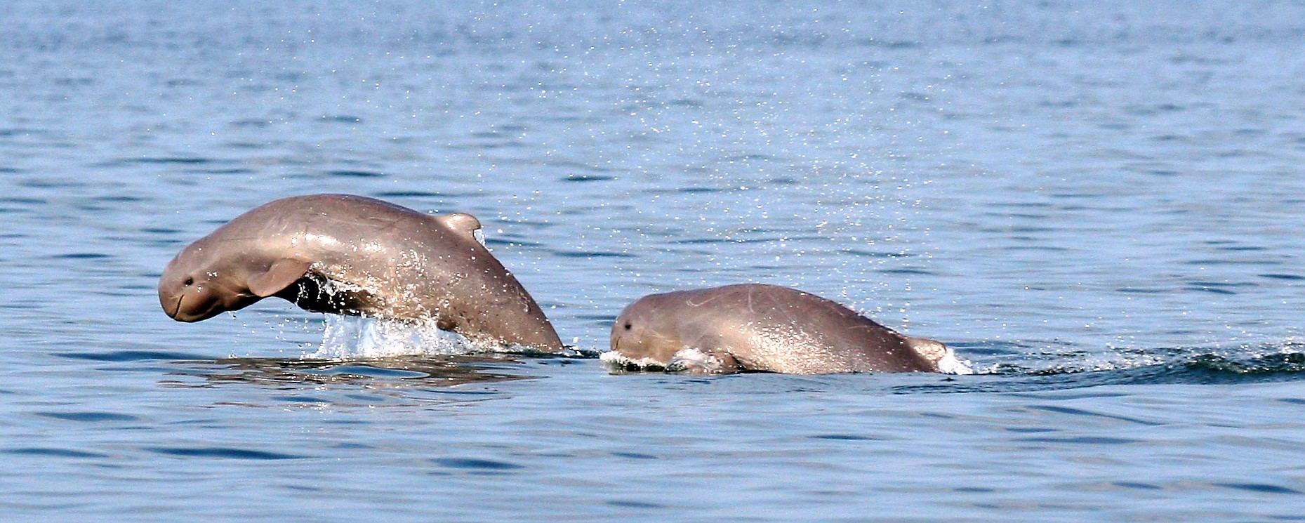 Irrawady dolfijn