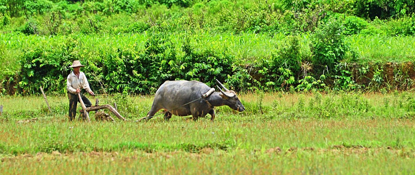rijstveld buffel Hsipaw Myanmar