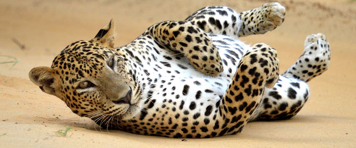 wilpattu nationaal park luipaard sri lanka