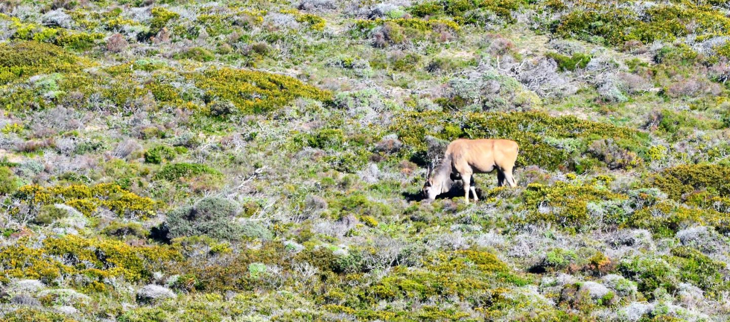 Een eland bij Cape Point in het Cape Good Hope National Reserve 