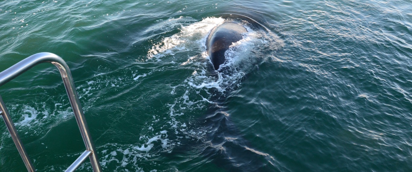 Een walvis komt onder de boot vandaan