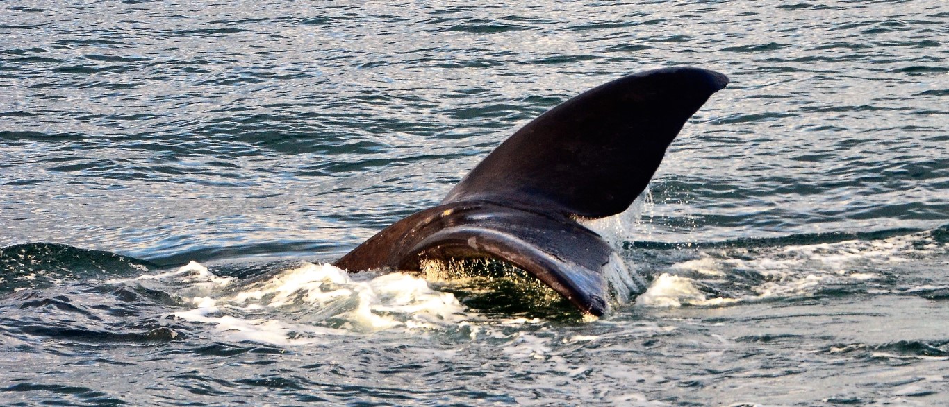 Gehavende staartvin van een Southern Right Whale