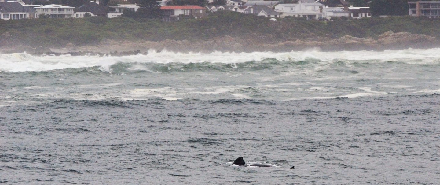 Moeder en kind walvis voor de kust van Hermanus