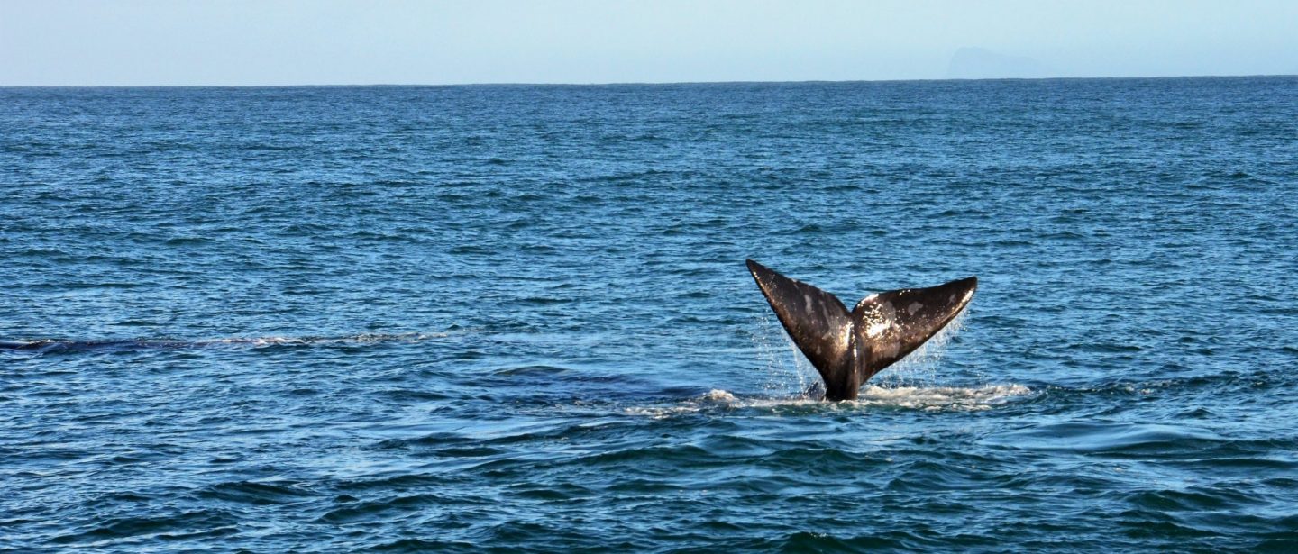 Walvissen in Zuid Afrika