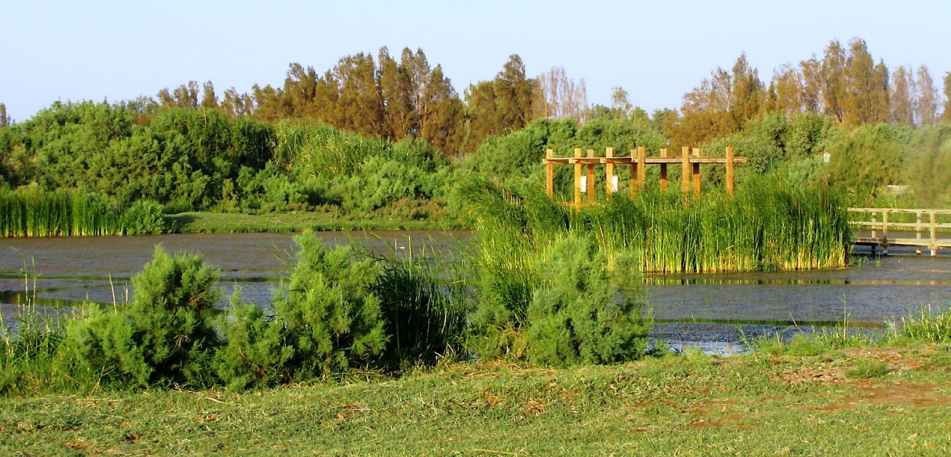 De wetlands van Azraq, paradijs voor migratievogels natuurlijk jordanie