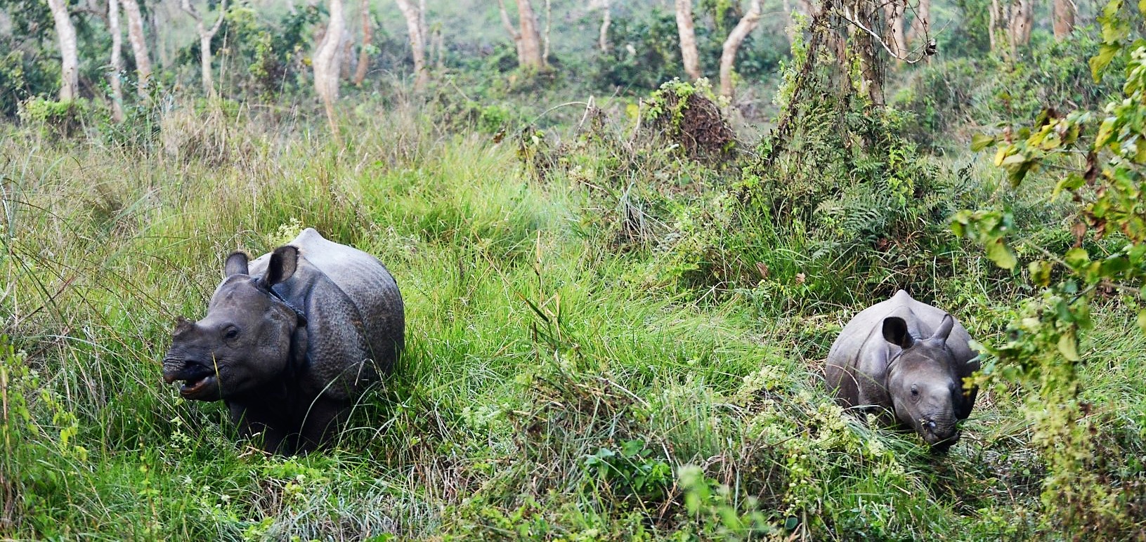 Moeder neushoorn en kind, jeepsafari door Chitwan National Park, De actieve rondreis Nepal met meerdaagse Himalaya soft trekking
