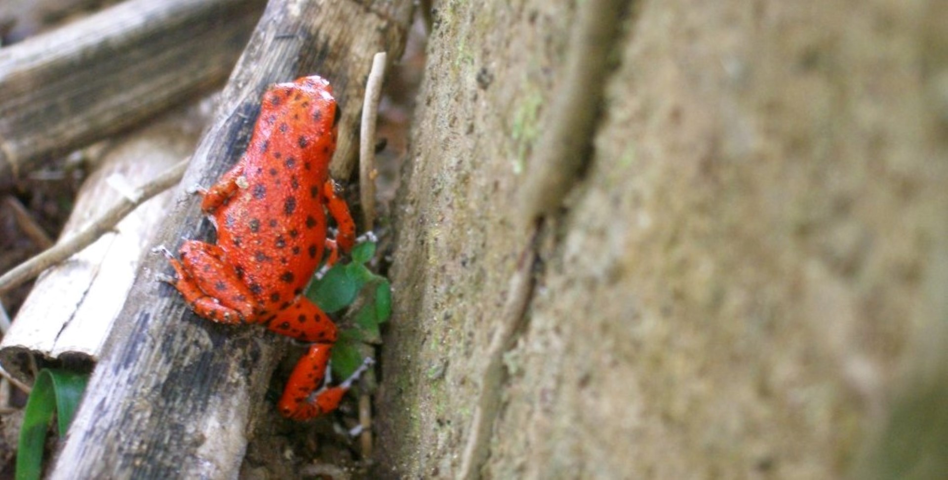 Red frog bij Bastimentos, Bocas del Toro, panama & costa rica