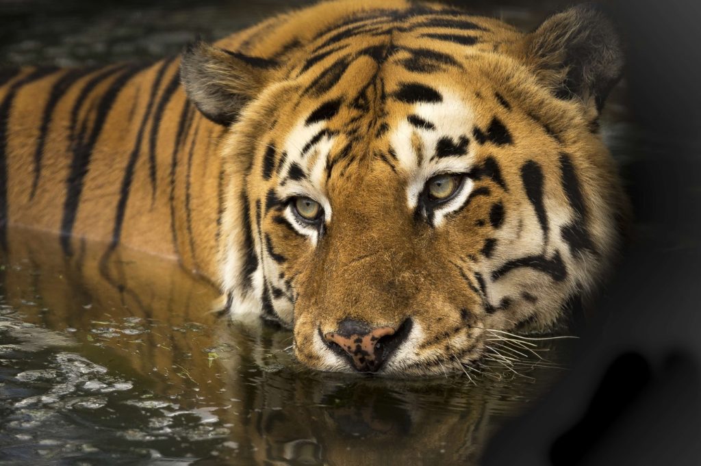 Bengaalse-tijger-in-het-wild-natuurreservaat-Ranthambore-