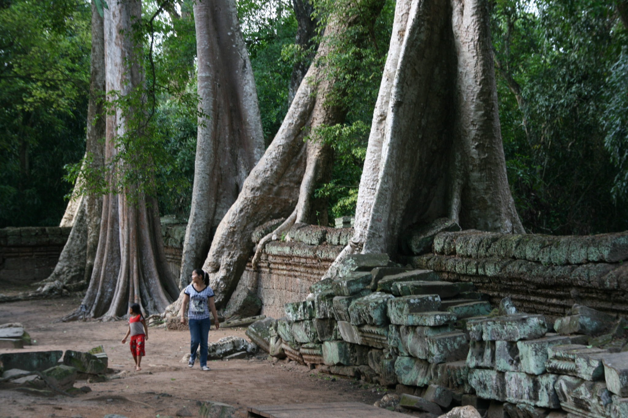 Ta-Phrom-Tomb-Raider-tempel-in-jungle-Angkor-Wat-Cambodja