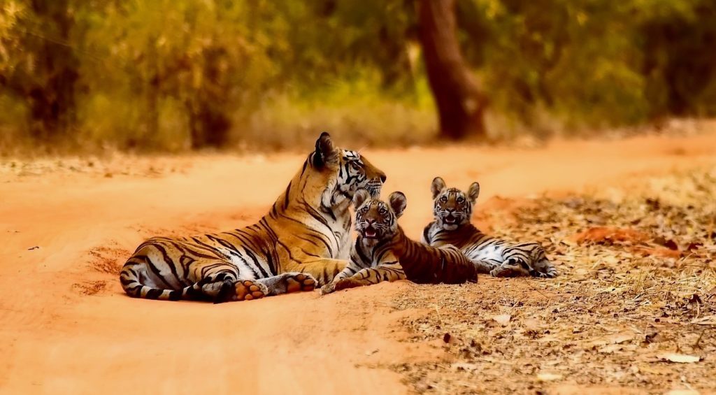 grand-tour-india-highlight-rondreis-tijgers-in-het-wild-