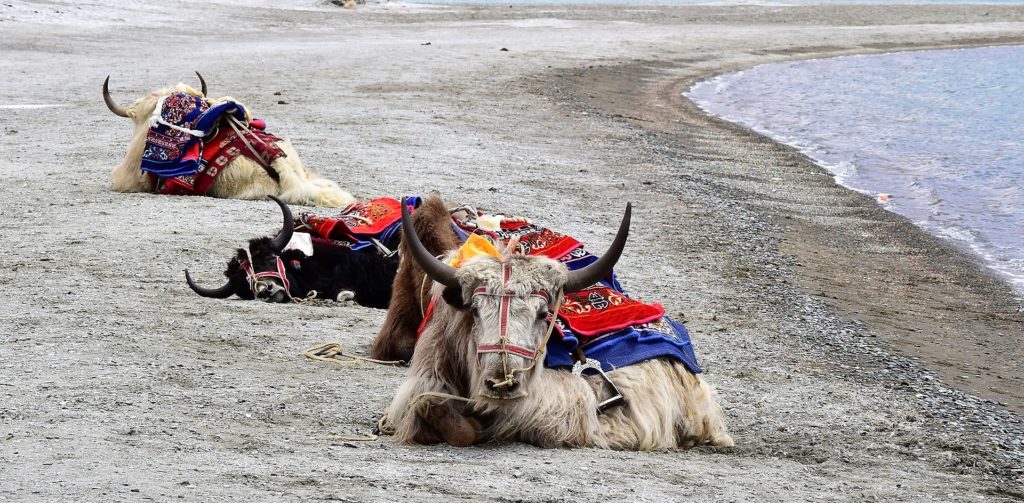 yak-dieren-in-het-noorden-van-India-Leh_