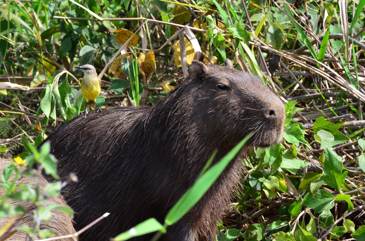 capibara-pantanal-brazilie