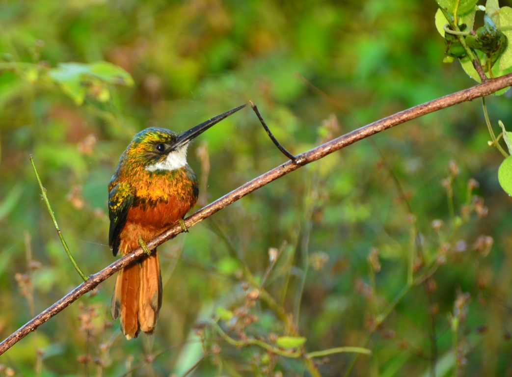 king-fisher-ijsvogel-cuiaba-rivier-pantanal-brazilie-rondreis-treasury-travel