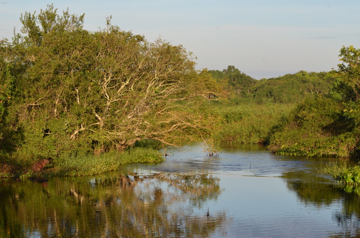 wildlife in de Pantanal