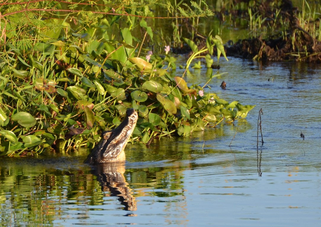 kaaiman-oerkreet-pantanal-brazilie-vakantie-treasury-travel