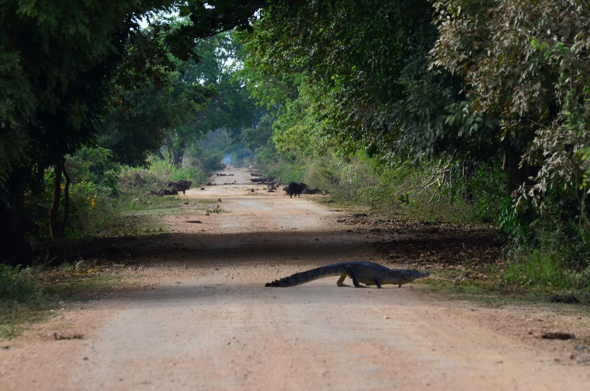 pantanal-brazilie-rondreis-treasury-travel