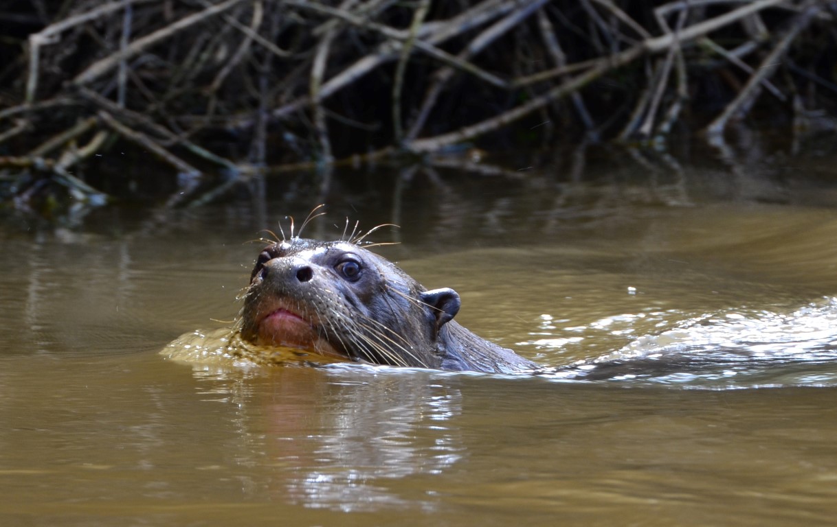 reuze-rivier-otter-pantanal-brazilie