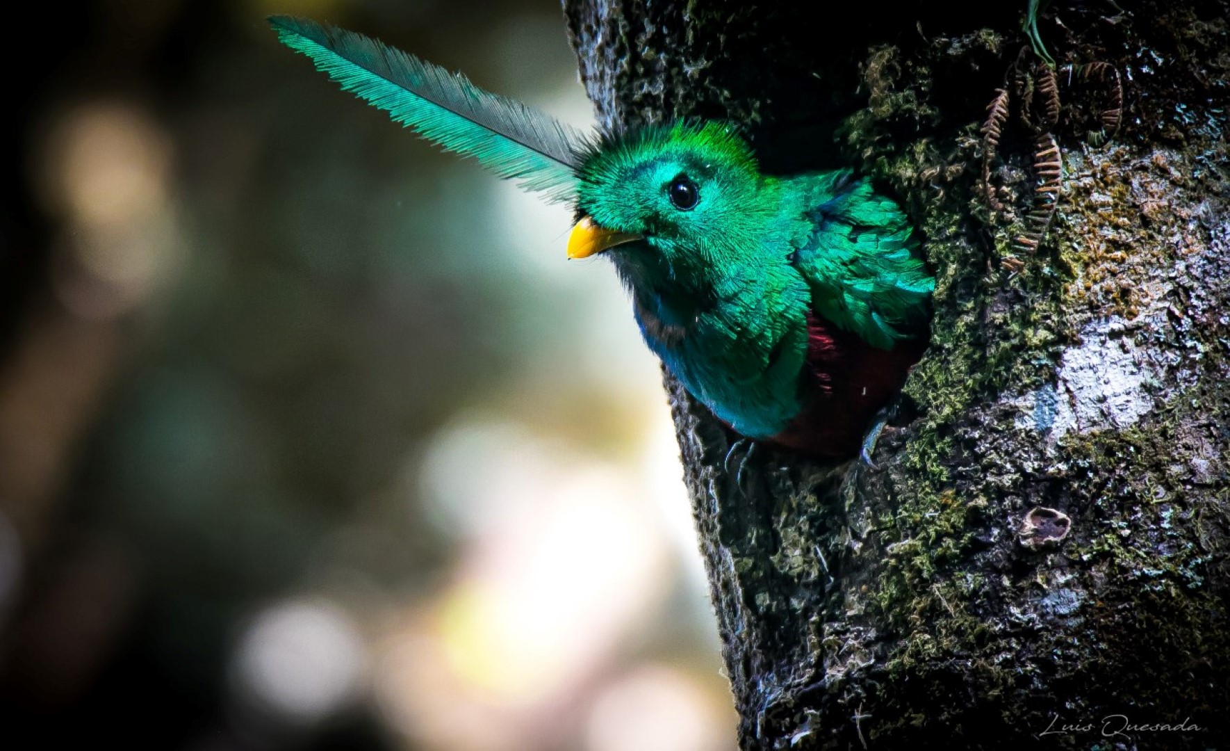 paradijsvogel_quetzal_costa_rica_treasury_travel_