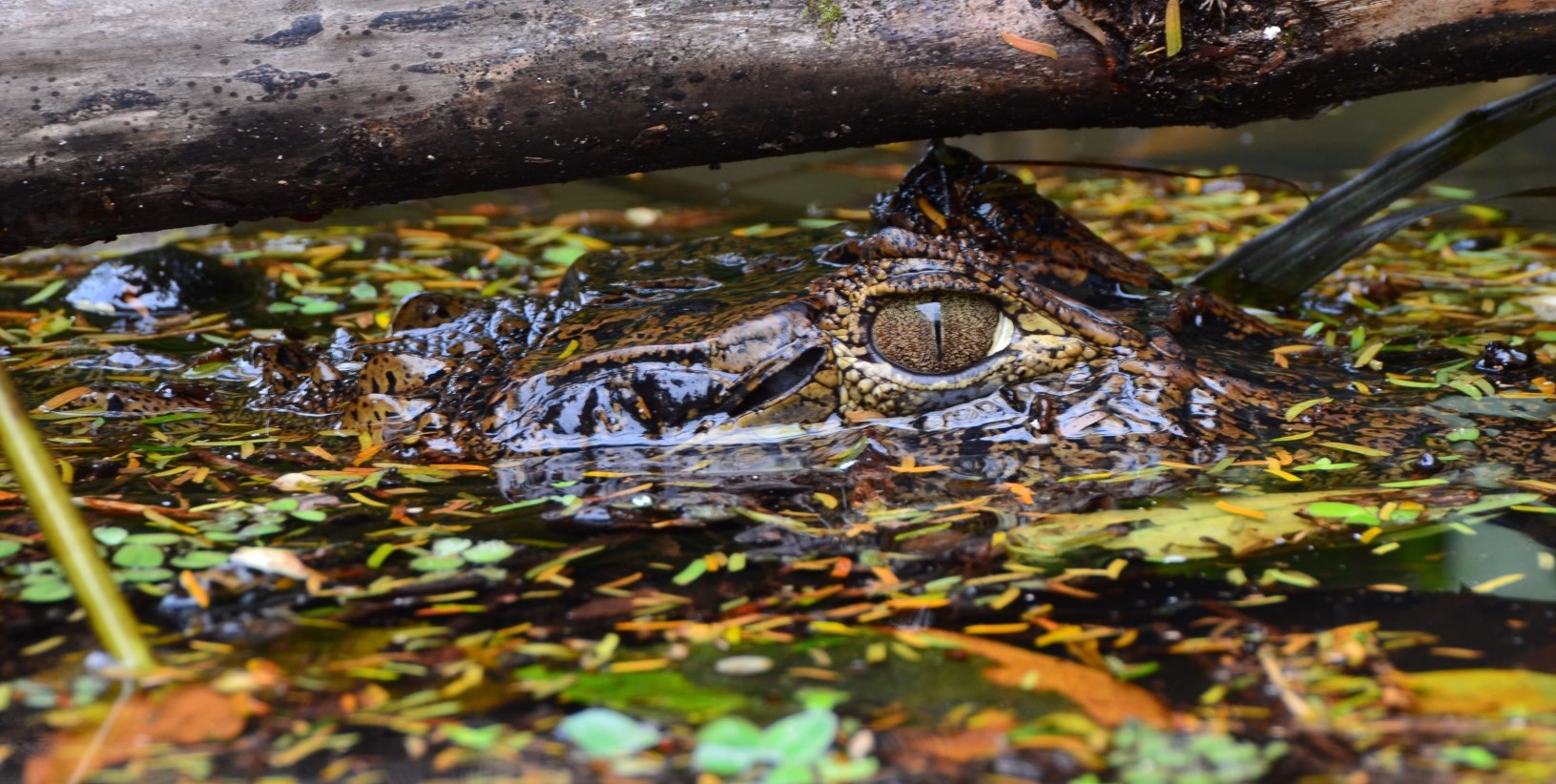 alligator_costa_rica_rondreis_reizen_vakantie_maatwerk_treasury_travel_avontuurlijk_