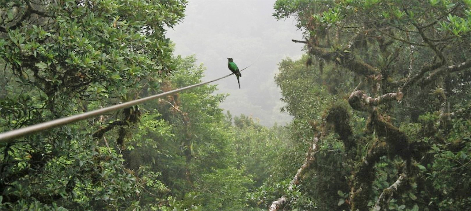quetzal_vogel_costa-rica_treasury_travel_sky_trek_monteverde-