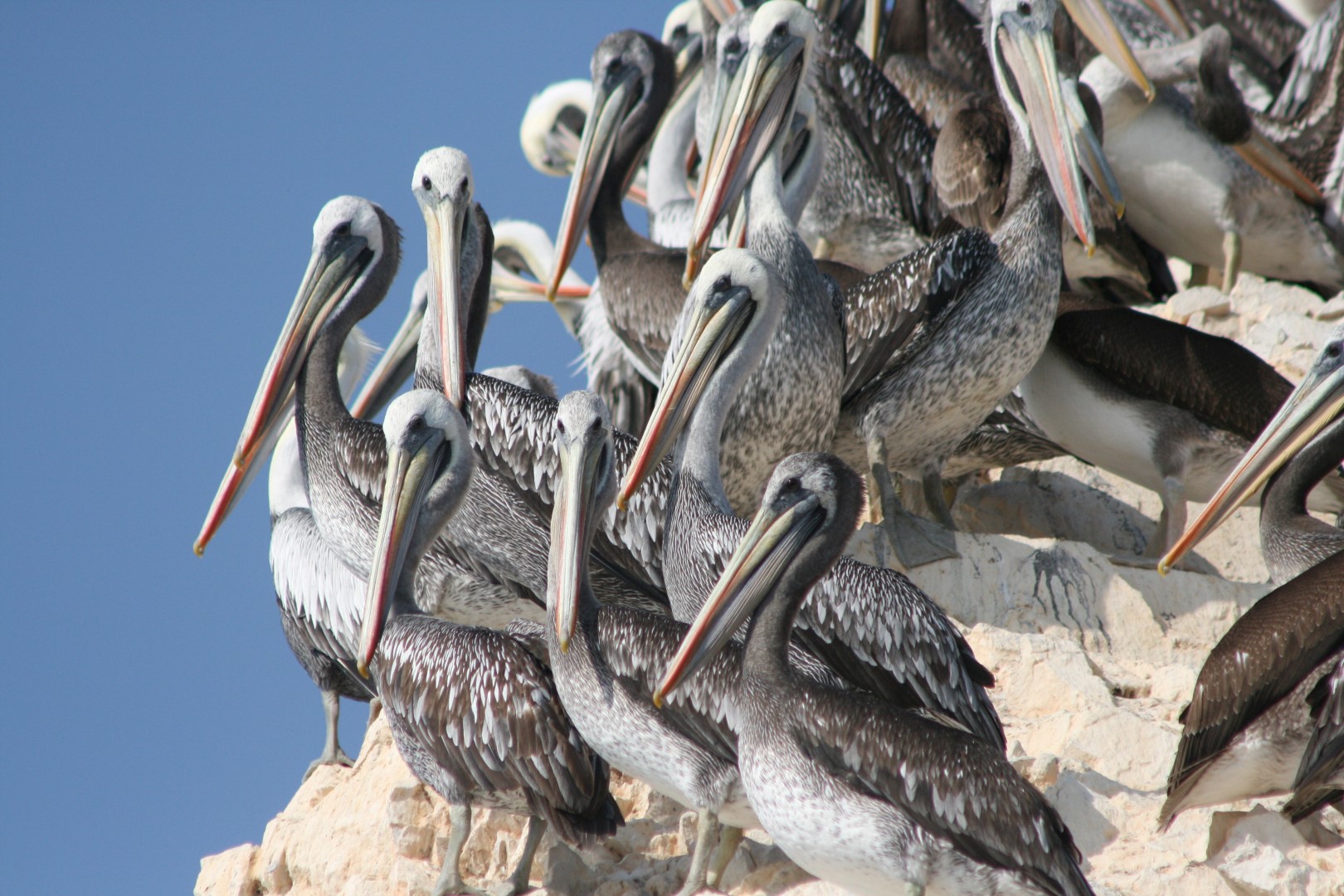 pelikanen op de ballestas eilanden voor de kust van paracas peru