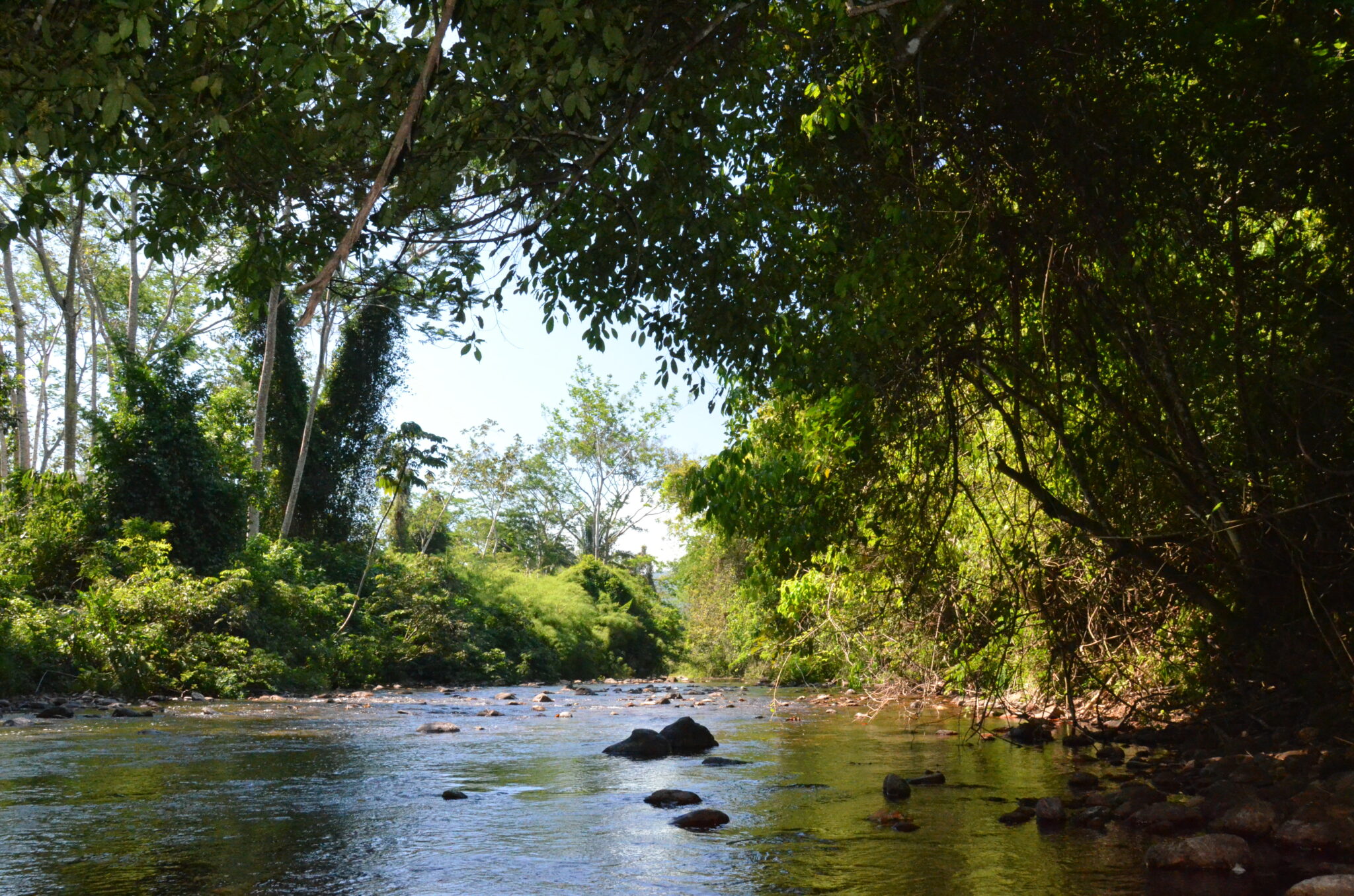 rivier in de jungle van Belize