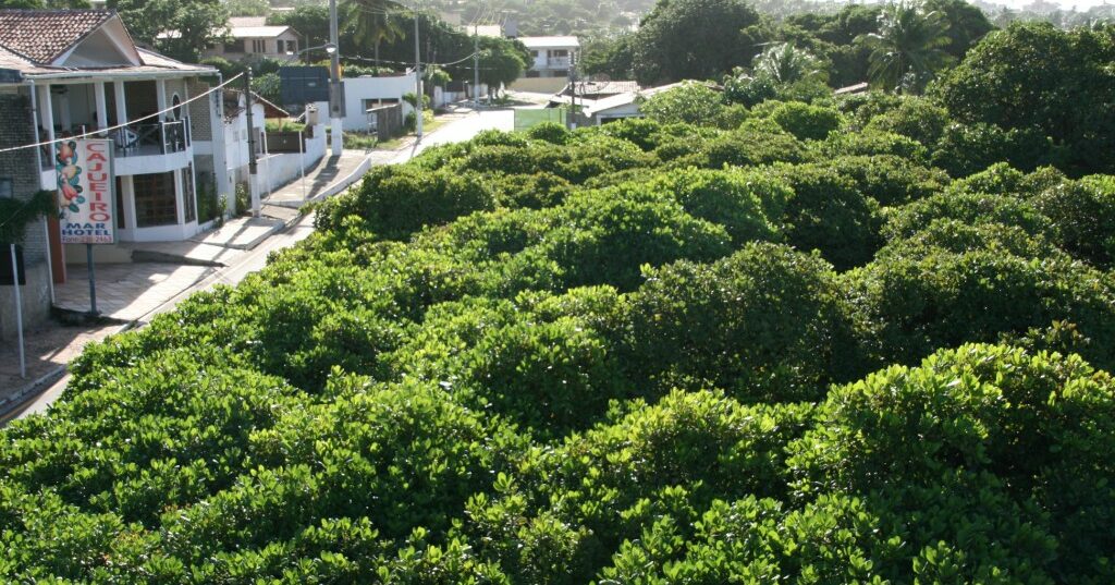 grootse cashewboom ter wereld in Brazilie